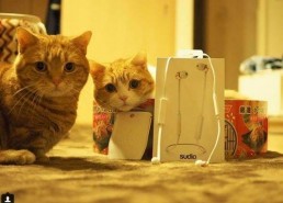 娱乐吃瓜茶小猫