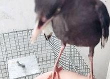 娱乐吃瓜小八哥是谁啊,网络红人的崛起之路