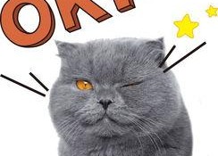 娱乐吃瓜酱猫拦截,揭秘娱乐圈幕后故事